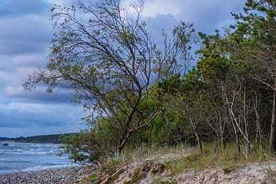 正版论坛资料大全(正版资料大全免费)